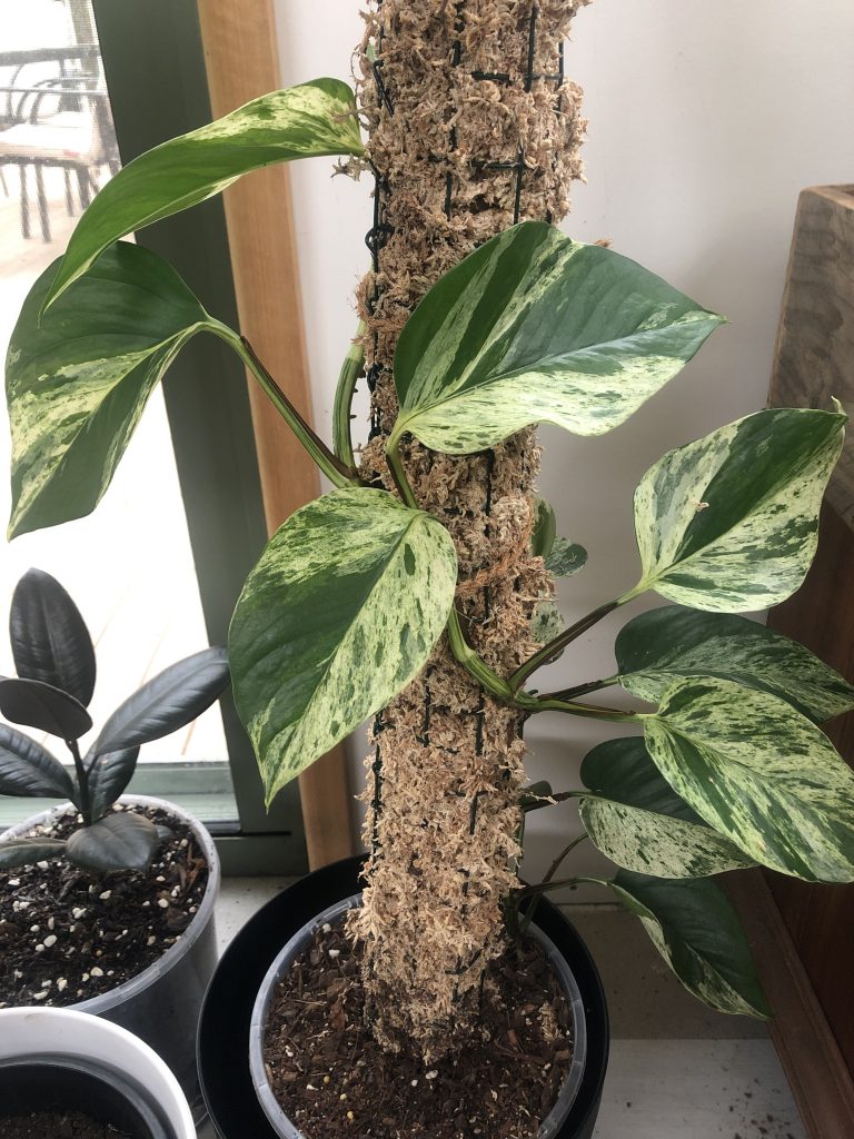 Epipremnum aureum Marble Queen