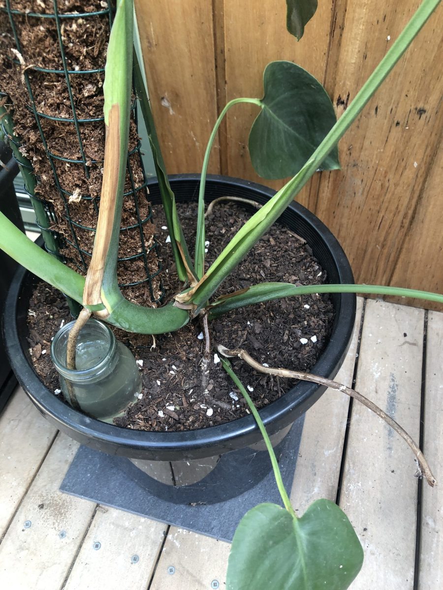 Aerial roots House Plant Jungle