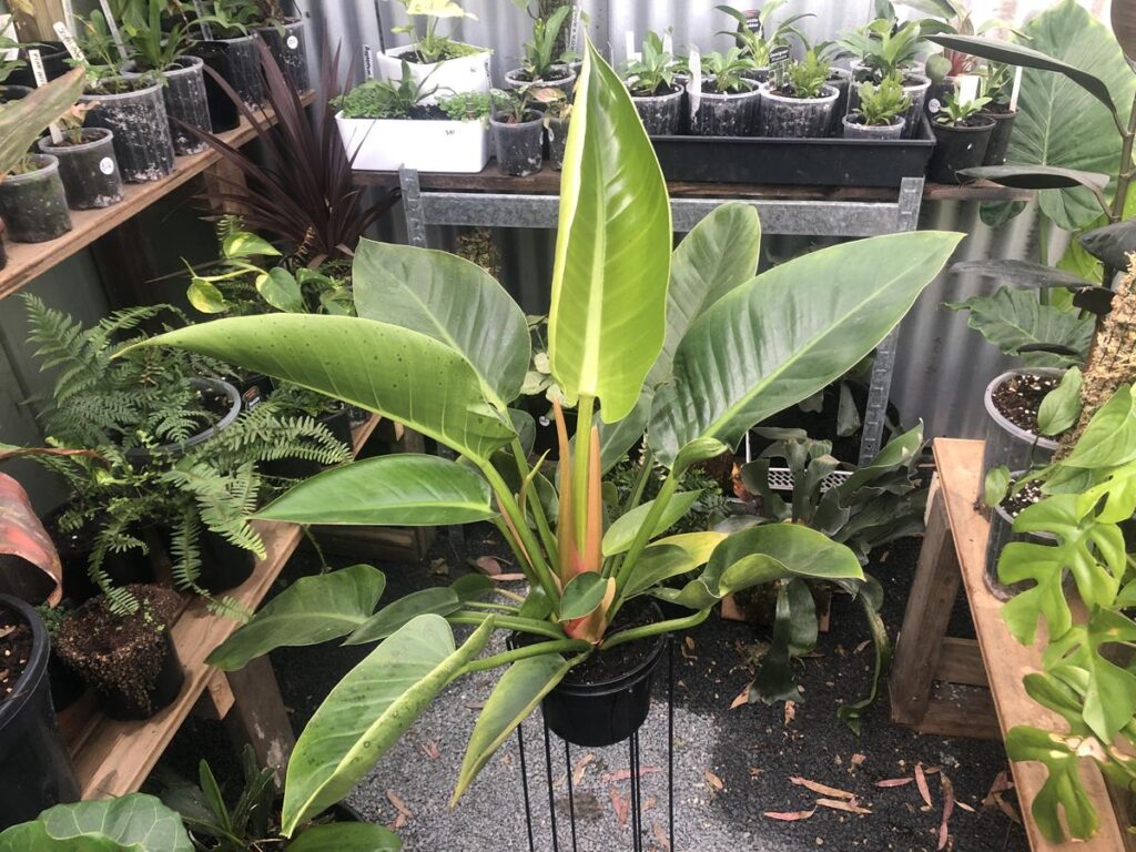 Philodendron Green Congo