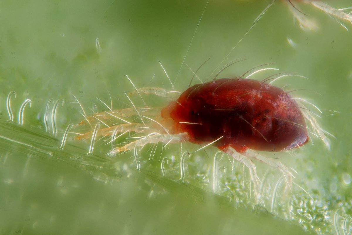 https://houseplantjungle.com.au/wp-content/uploads/2022/06/Wikipedia-Red-spider-mite-Tetranychus_urticae_with_silk_threads-scaled.jpg