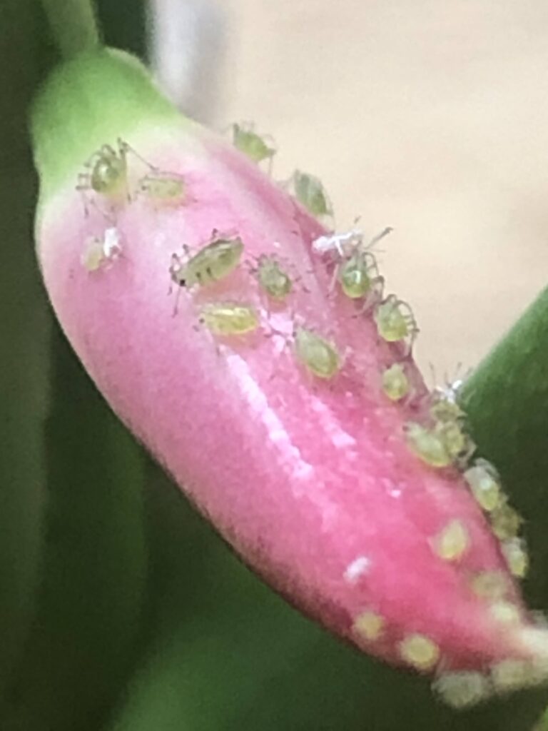 Aphids