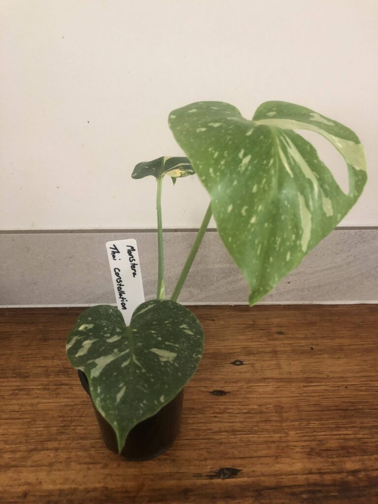 Monstera Thai Constellation: a tissue culture plant