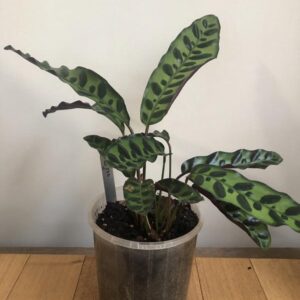 Calathea insignis