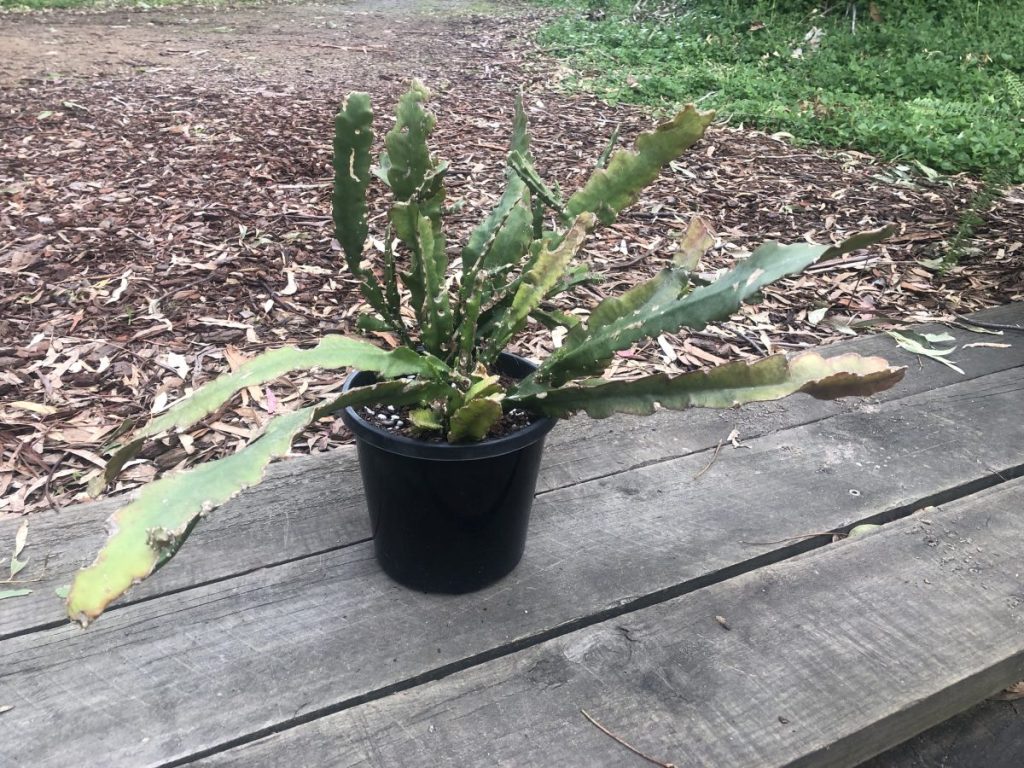 Epiphyllum hookeri