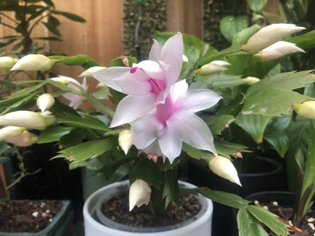 Schlumbergera pale pink Zygocactus