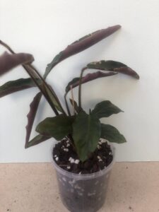 Calathea rufibarba 02