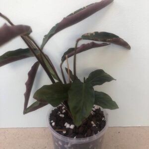 Calathea rufibarba 02