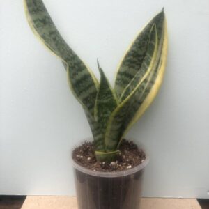 Dracaena/Sansevieria trifasciata - Black Gold 05