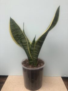 Dracaena/Sansevieria trifasciata - Black Gold 05