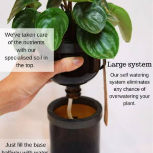 Self-watering pots