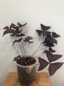 Oxalis triangularis