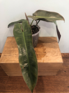 Philodendron atabapoense