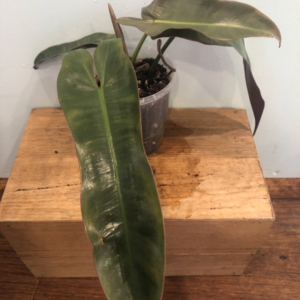 Philodendron atabapoense