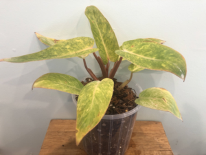 Philodendron Painted Lady