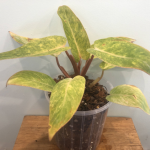 Philodendron Painted Lady