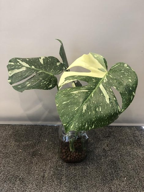 Monstera deliciosa Thai Constellation