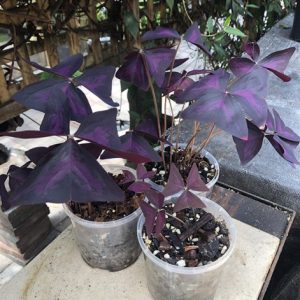 Oxalis triangularis