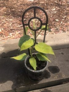 Philodendron Brasil small pot