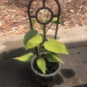 Philodendron Brasil small pot