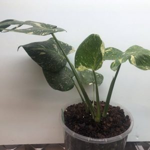 Monstera Thai Constellation Hobart