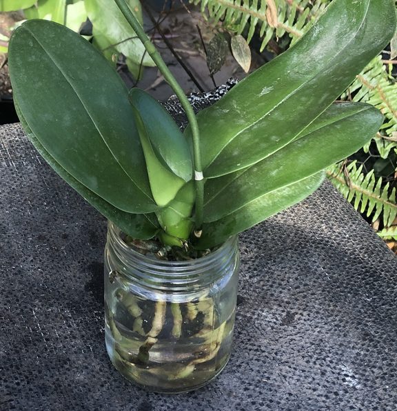 Phalaenopsis orchid in water