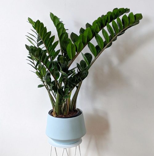 zz Zamioculcas