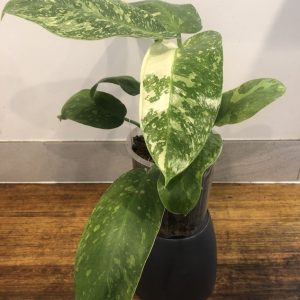 Philodendron Jose Buono