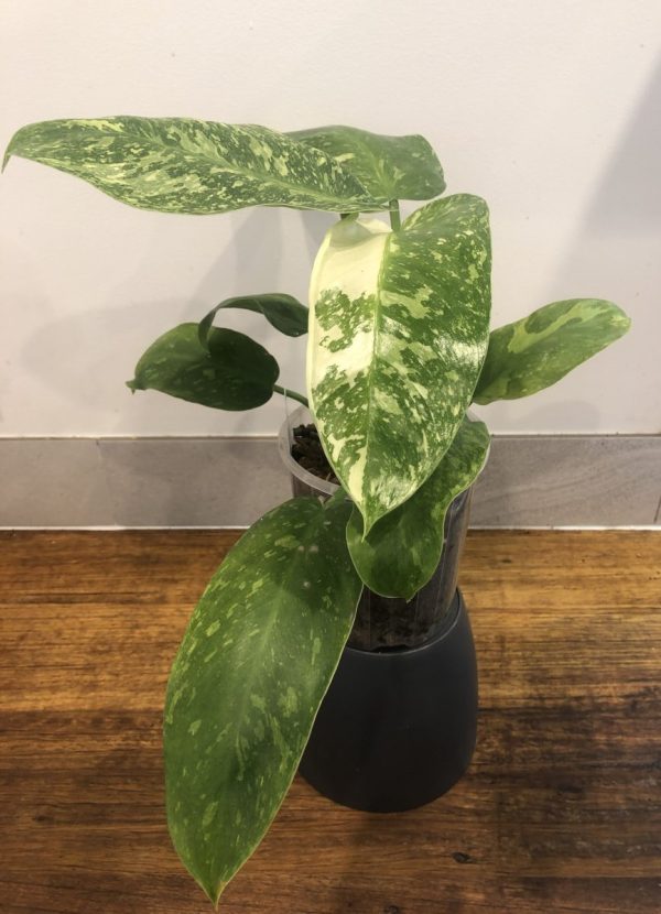 Philodendron Jose Buono