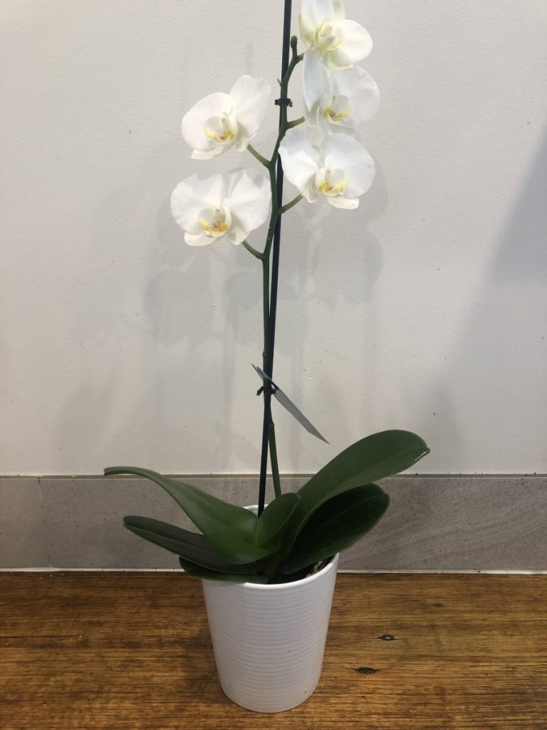 Phalaenopsis orchid white flower